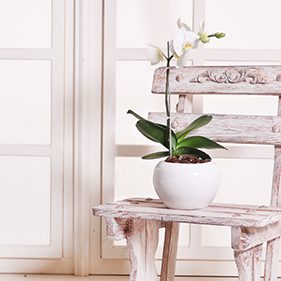 گل ارکیده طبیعی خرید گل ارکیده طبیعی