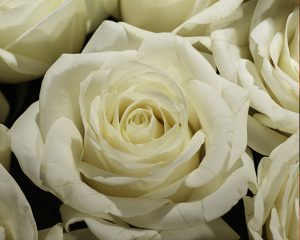 معنی زنگ گل رز سفید