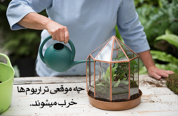خرید تراریوم ، خرید آنلاین تراریوم ، سفارش تراریوم ، سفارش آنلاین تراریوم ، باغ شیشه ای ، طرز درست کردن تراریوم ، طرز نگهداری تراریوم ، خراب شدن تراریوم