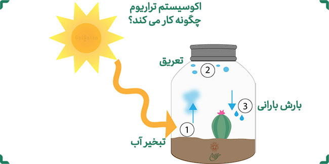 خرید تراریوم ، خرید آنلاین تراریوم ، سفارش تراریوم ، سفارش آنلاین تراریوم ، باغ شیشه ای ، طرز درست کردن تراریوم
