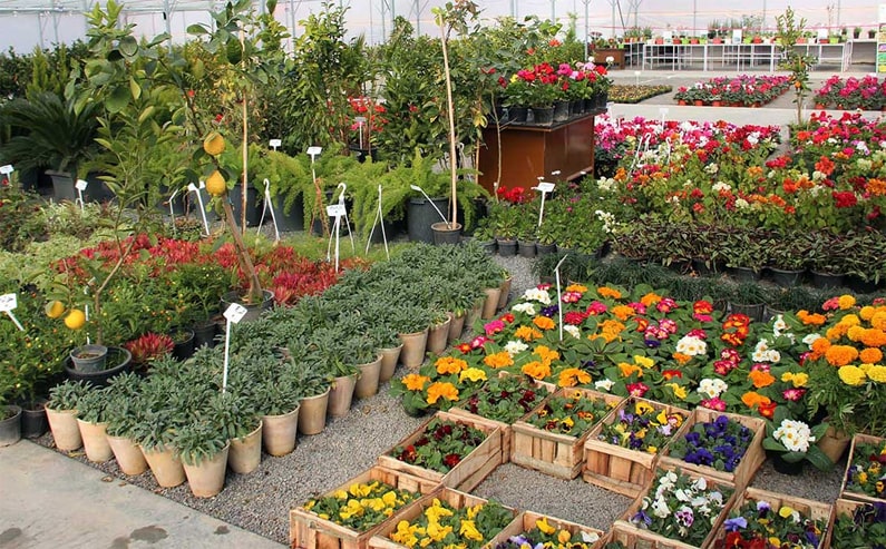 سفارش گیاه آپارتمانی ، سفارش گل و گیاه ، سفارش گیاه آنلاین ، ارسال فوری گیاه ، خرید گل و گیاه ارزان ، خرید گیاه آپارتمانی