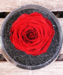 گل رز جاودانه قرمز ، خرید گل جاودانه ، گل جاودانه رز ، گل جاودانه قیمت ، گل جاودانه دیجی کالا