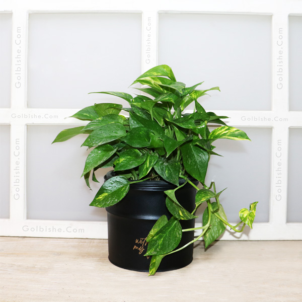 petus1 خرید گلدان پتوس ، خرید پتوس آپارتمانی ، فروش پتوس طبیعی ، خرید گیاه رونده ارزان