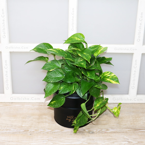 petus2 خرید گلدان پتوس ، خرید پتوس آپارتمانی ، فروش پتوس طبیعی ، خرید گیاه رونده ارزان