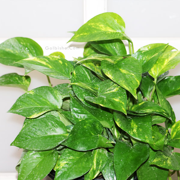 petus3 خرید گلدان پتوس ، خرید پتوس آپارتمانی ، فروش پتوس طبیعی ، خرید گیاه رونده ارزان