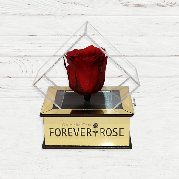 goldKok1 خرید آنلاین گل رز جاودان موزیکال ، سفارش آنلاین گل جاودان موزیکال ، خرید جعبه موزیکال گل
